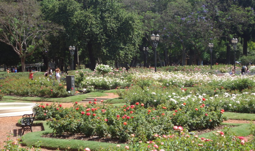 #conexãodiário – el rosedal