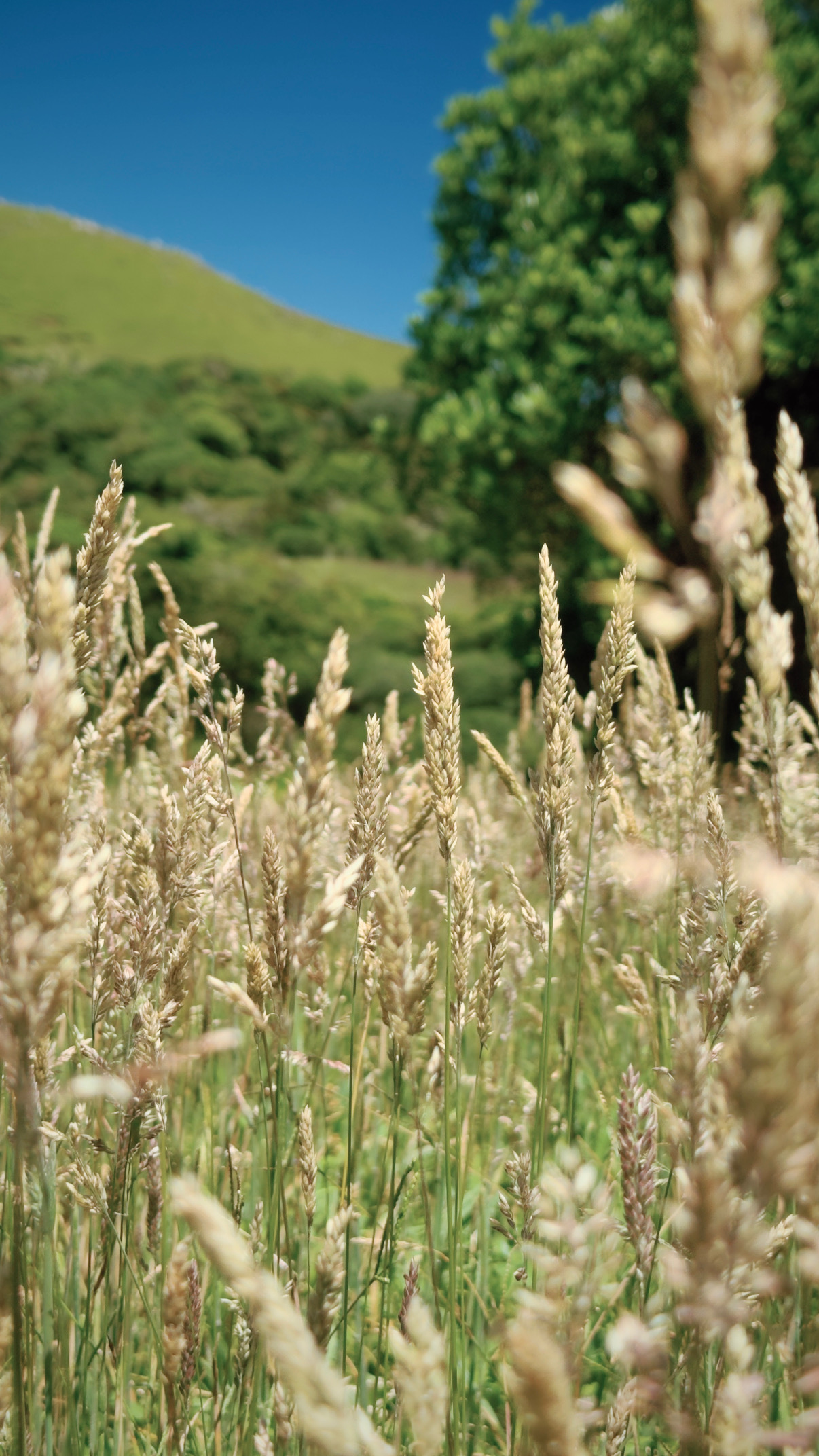 Shot with No Fusion by “K1”.